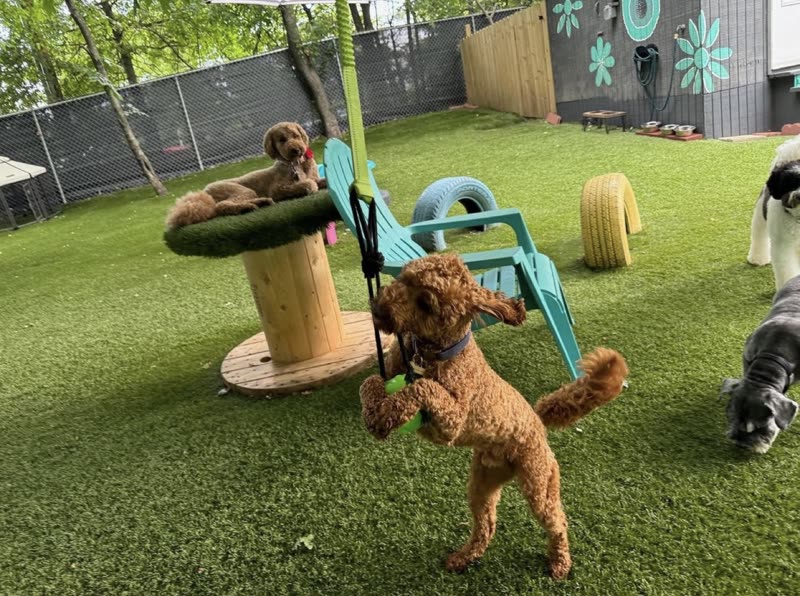 The outdoor turf play yard at Lewis & Bark with cable-spool tables, climbing equipment and a painted mural fence, a brown doodle mid-leap