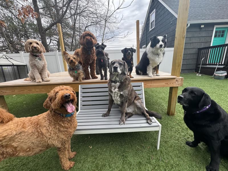 Eight dogs of mixed breeds posed on and around a wooden platform in the outdoor yard