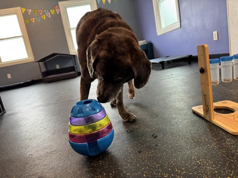 A chocolate lab nosing a striped ball toy in the purple-walled indoor playroom