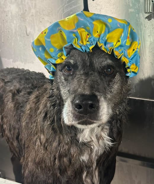 A wet grey terrier in the grooming tub wearing a yellow-and-blue shower cap