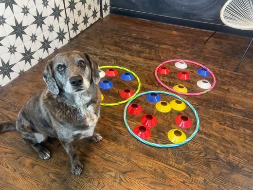 A speckled dachshund sitting beside colourful puzzle enrichment toys on a wood floor