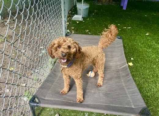 A red doodle standing on an elevated mesh cot bed on the grass outside