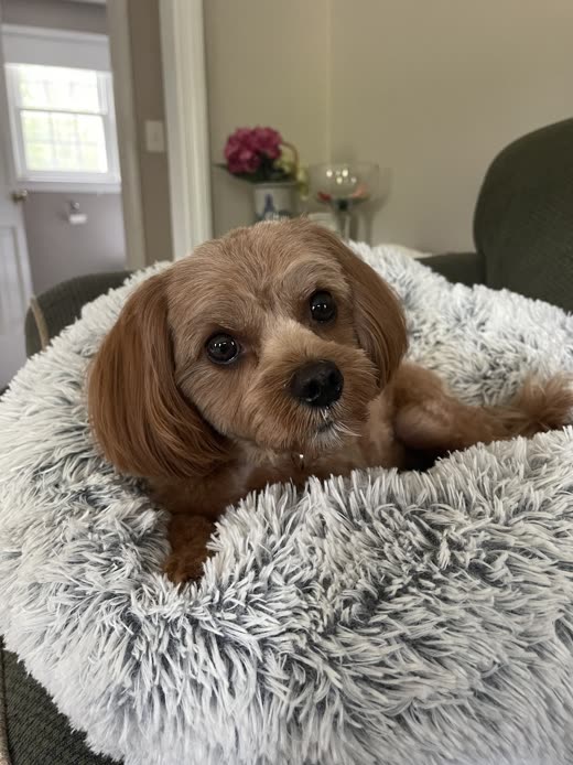 A small brown doodle resting in a fluffy grey donut bed indoors