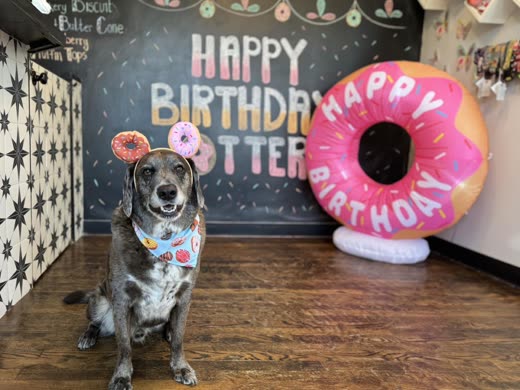 A merle hound in a donut party hat and bandana at a birthday setup, crop the 'Happy Birthday' backdrop lettering out, keeping the dog and the inflatable donut